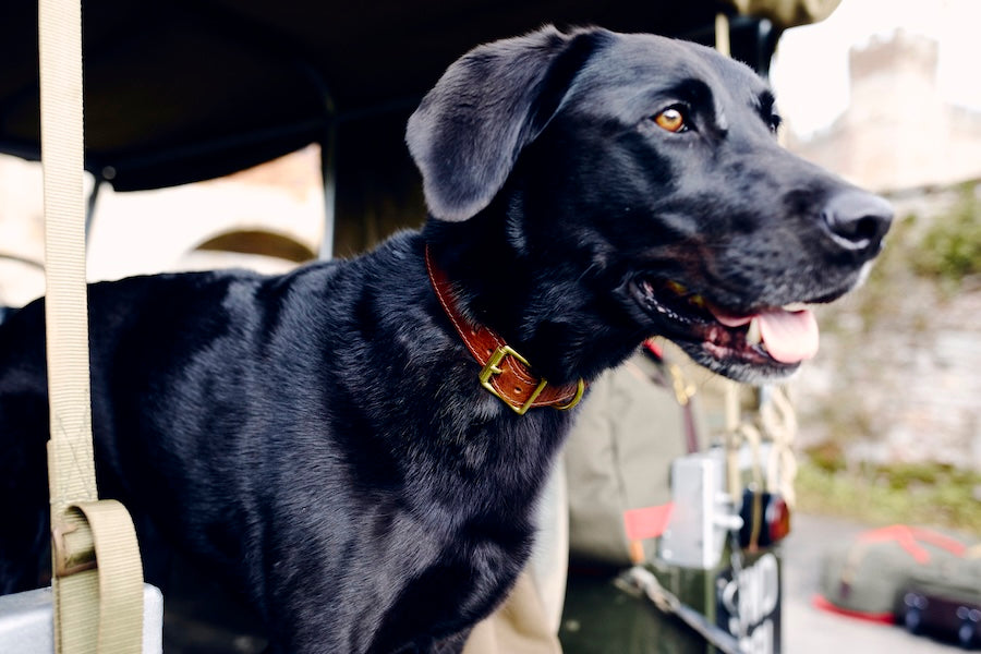 Chapman hundehalsbånd lær svart S solid messing